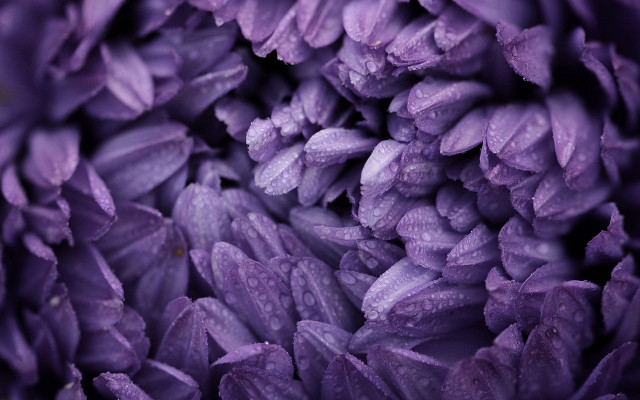 Purple flower water droplets macro #14 free wallpaper - medium preview image