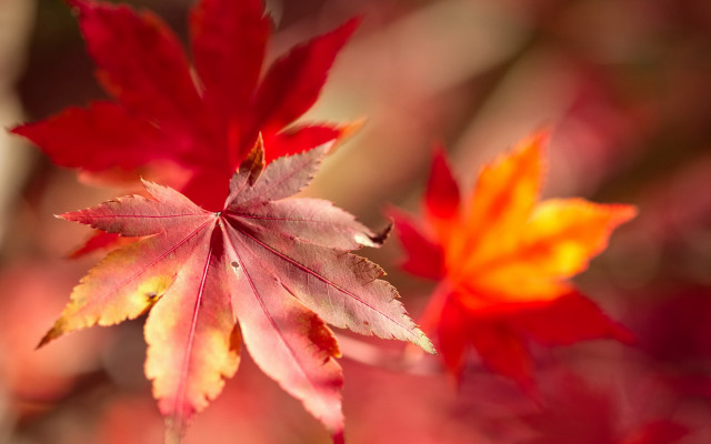 Red yellow leaf autumn blurry free wallpaper - medium preview image