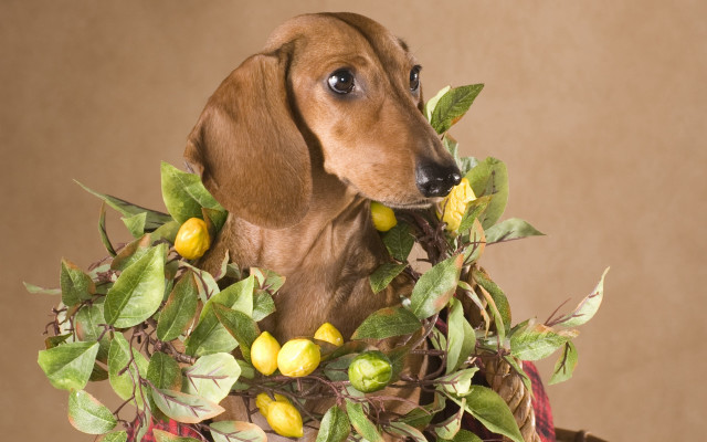 Dog lemons wreath glamor arcimboldo free wallpaper - medium preview image