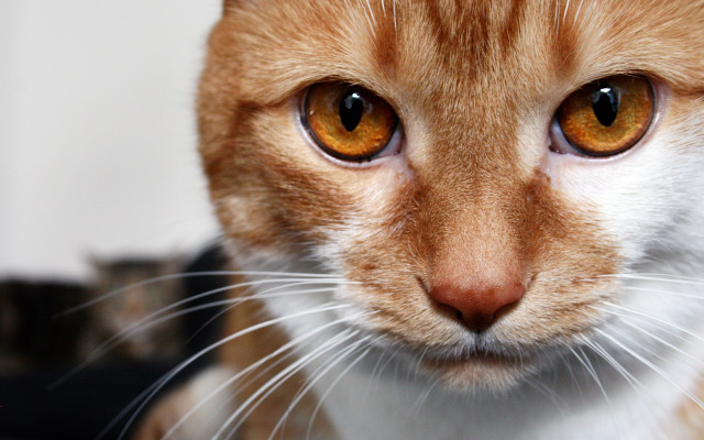 Cat orange eyes white nose free wallpaper - medium preview image