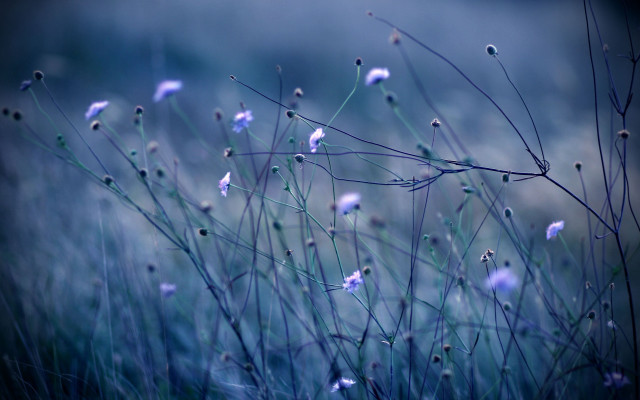 Blue flowers grass sky tree free wallpaper - medium preview image