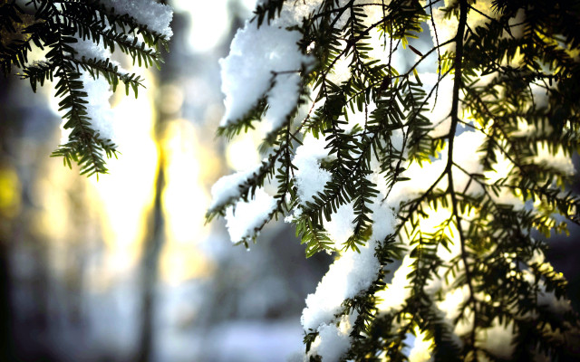 Snowy branch sunlight blurry winter free wallpaper - medium preview image