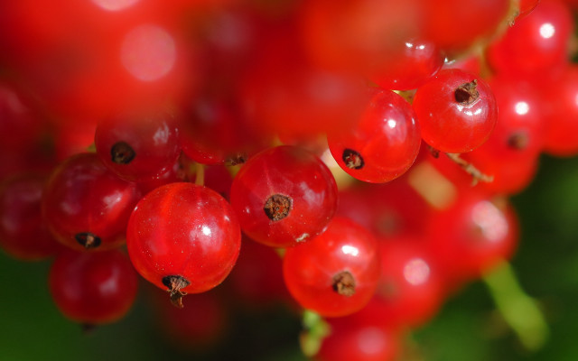 Red berries water droplets nature free wallpaper - medium preview image