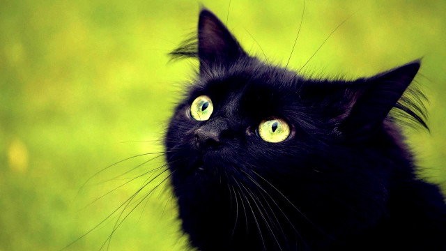 Black cat green eyes gothic #6 free wallpaper - medium preview image