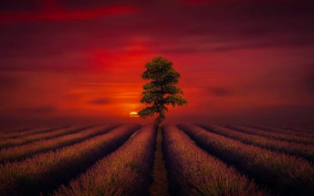 Lone tree sunset red sky free wallpaper - medium preview image