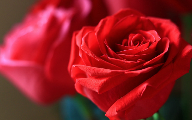 Red rose closeup water droplets free wallpaper - medium preview image