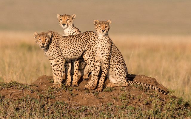 Cheetah mound wildlife rayonism puzzle free wallpaper - medium preview image