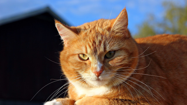 Cat orange shiba inu blurry free wallpaper - medium preview image