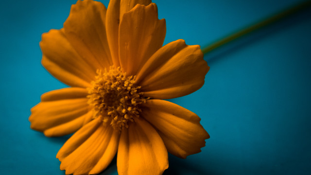 Yellow flower blue surface green free wallpaper - medium preview image
