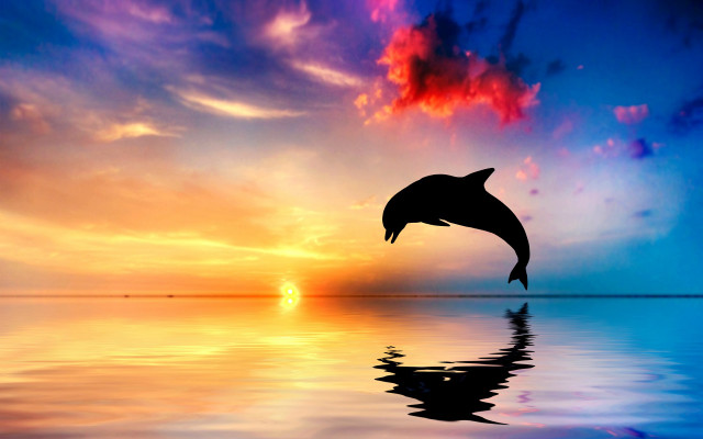 Dolphin sunset reflection mystical colors free wallpaper - medium preview image