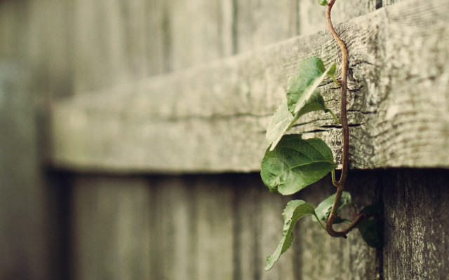 Vine fence post vines blurry free wallpaper - medium preview image