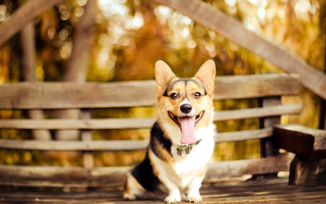 Shiba inu dog bench autumn free wallpaper - medium preview image