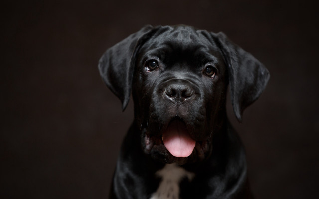 Black dog tongue out eye free wallpaper - medium preview image