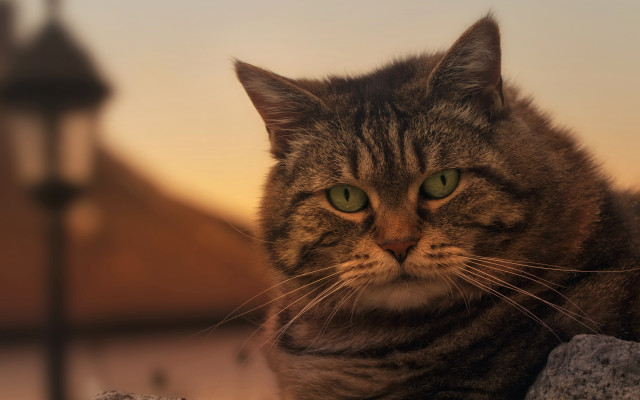 Cat green eyes rock lamppost free wallpaper - medium preview image