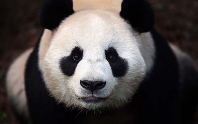 Panda nose ring portrait black free wallpaper - medium preview image