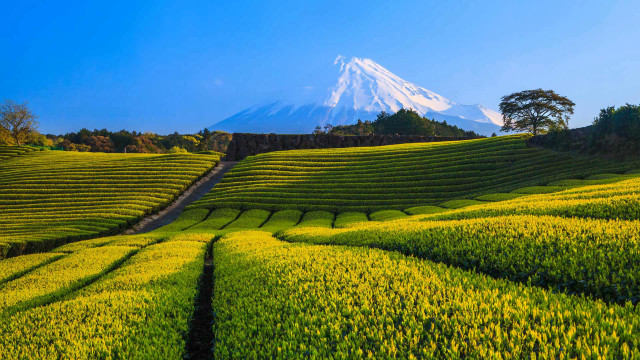 Yellow flower field mountain path free wallpaper - medium preview image