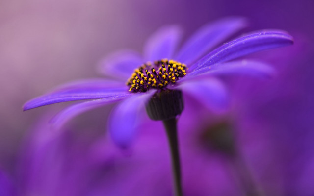 Purple flower macro blurry background #10 free wallpaper - medium preview image