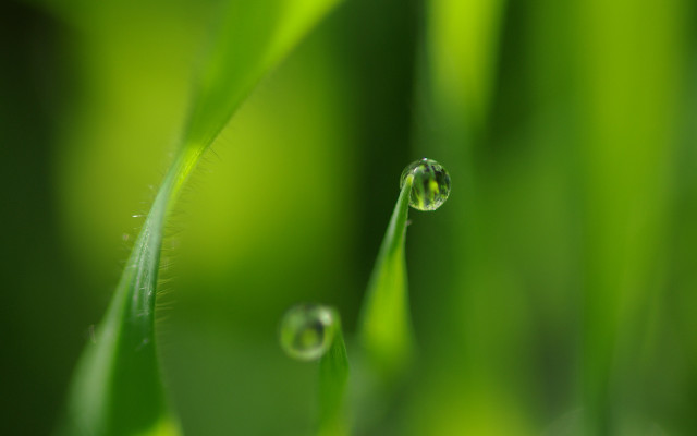 Grass water drops macro shallow free wallpaper - medium preview image