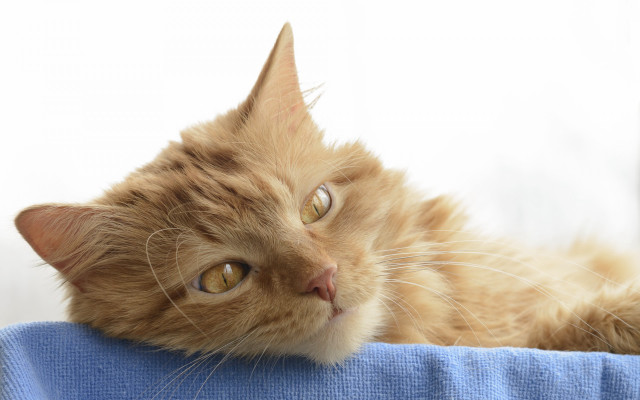 Cat orange laying blue towel free wallpaper - medium preview image