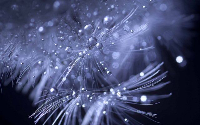Dandelion water droplets night sky free wallpaper - medium preview image