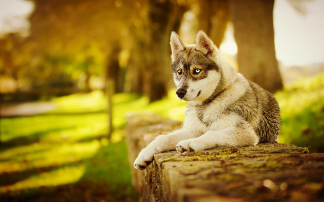 Husky log park autumn blurry free wallpaper - medium preview image