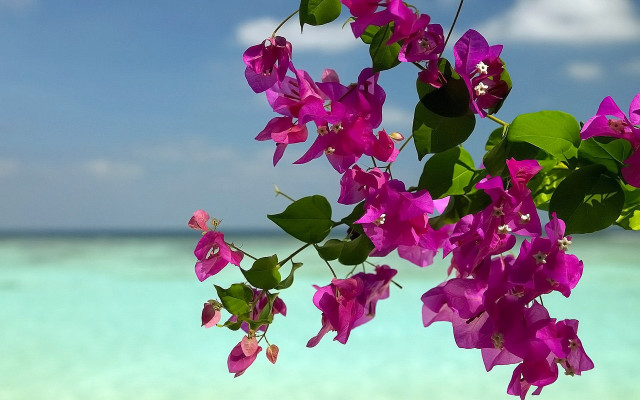 Purple flowers beach green leaves free wallpaper - medium preview image