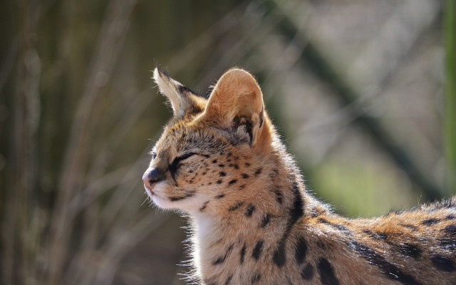 Cat closeup blurry background animals free wallpaper - medium preview image
