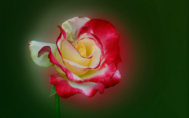 Red white rose green background free wallpaper - medium preview image