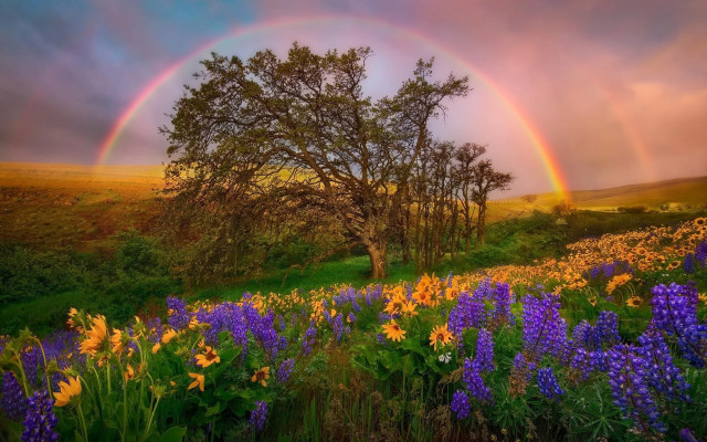 Rainbow flower field mountains sunset free wallpaper - medium preview image