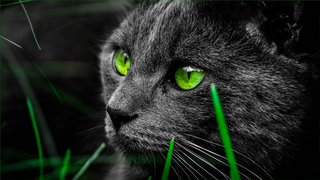 Black cat green eyes closeup free wallpaper - medium preview image