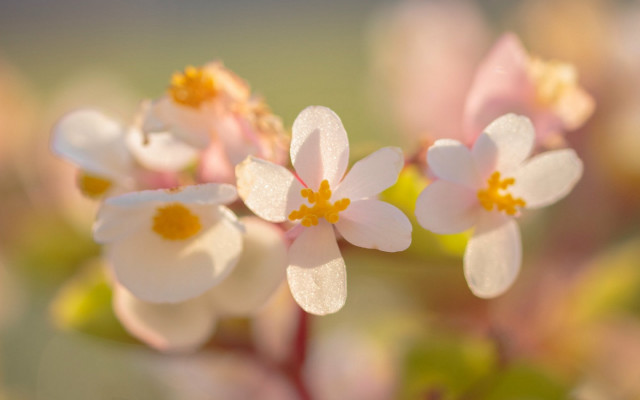 Daisy yellow flower bokeh macro free wallpaper - medium preview image
