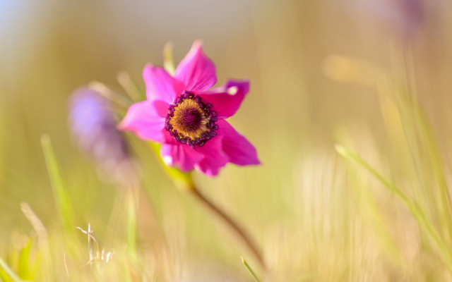 Pink flower yellow center grass #2 free wallpaper - medium preview image