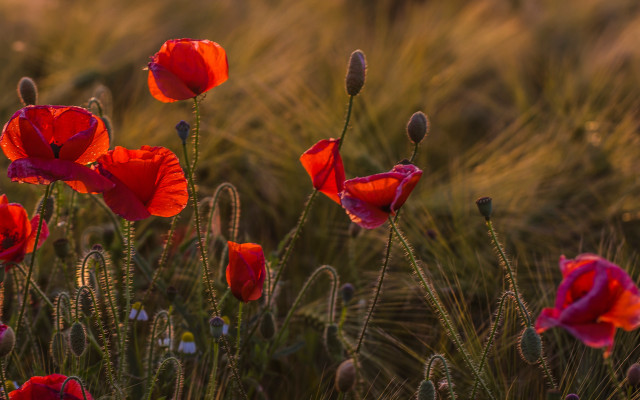 Red flowers blurry background rose free wallpaper - medium preview image