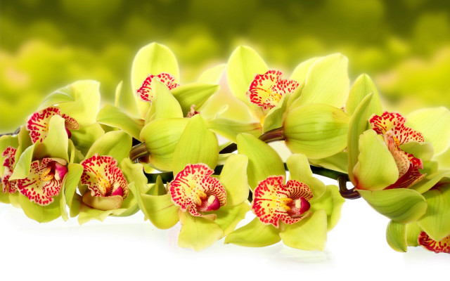 Green red flowers white surface free wallpaper - medium preview image