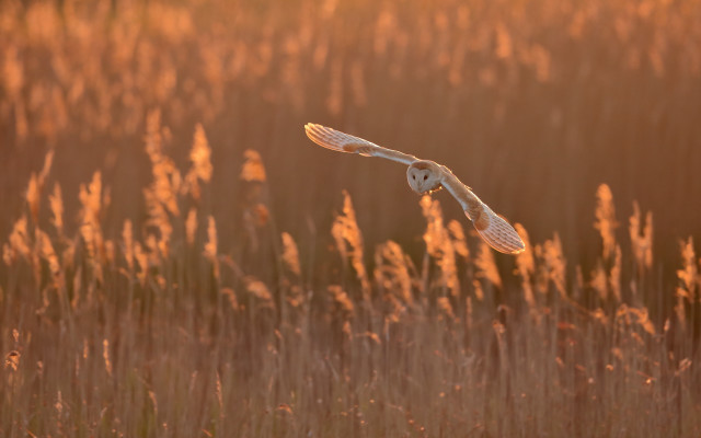 White owl sunset field grass free wallpaper - medium preview image
