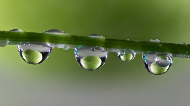 Green leaf water drops macro #27 free wallpaper - medium preview image
