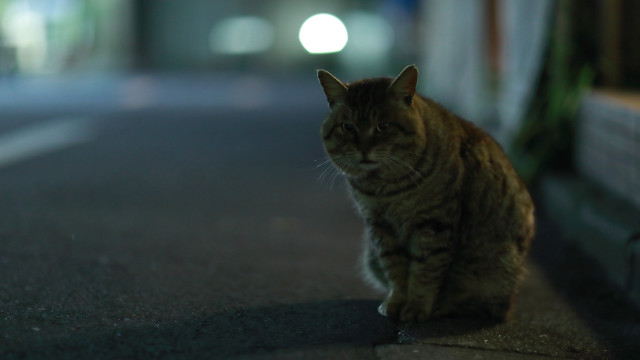 Cat road night moon blurry free wallpaper - medium preview image