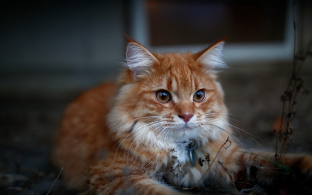 Sad cat photorealistic darley depth free wallpaper - medium preview image