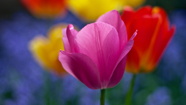 Pink flower closeup blue sky #3 free wallpaper - medium preview image