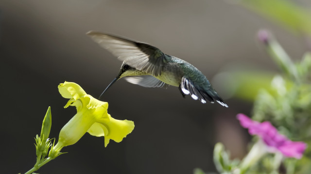 Hummingbird flower bird in flight free wallpaper - medium preview image