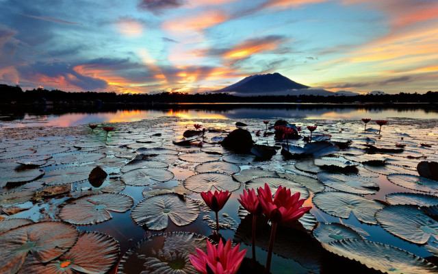 Lake mountain sunset lily pads free wallpaper - medium preview image