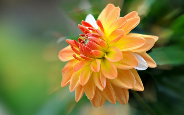 Flower insect lily lotus macro free wallpaper - medium preview image