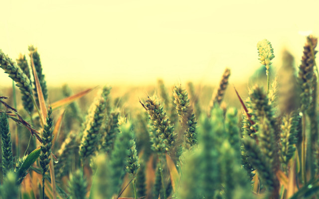 Green grass sky clouds bush free wallpaper - medium preview image