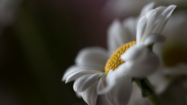 White flower yellow center macro #3 free wallpaper - medium preview image