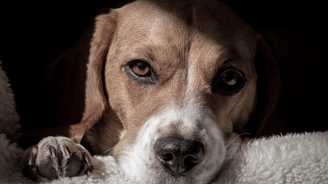 Dog laying on blanket sad free wallpaper - medium preview image