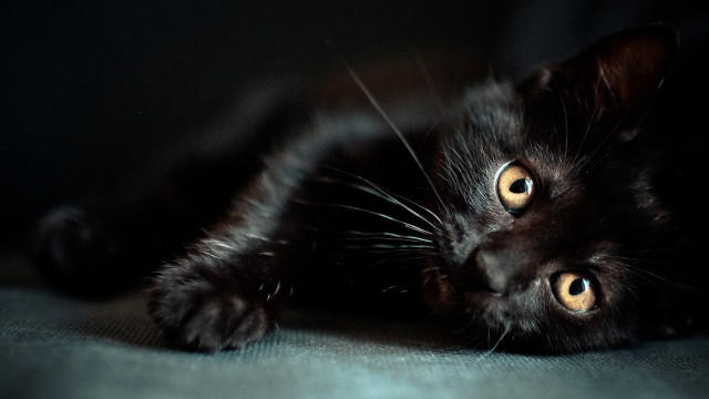 Black cat back eyes wide free wallpaper - medium preview image