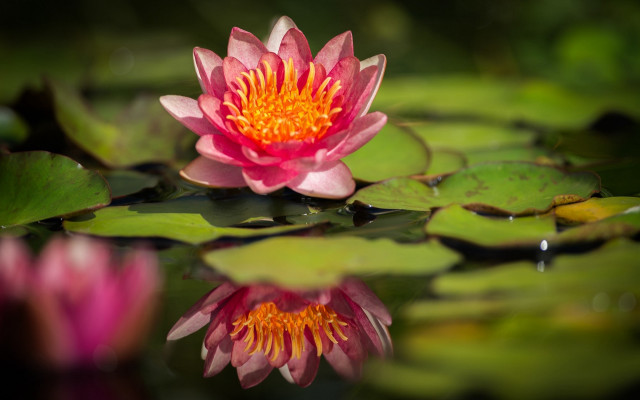 Pink flower water lilies macro free wallpaper - medium preview image