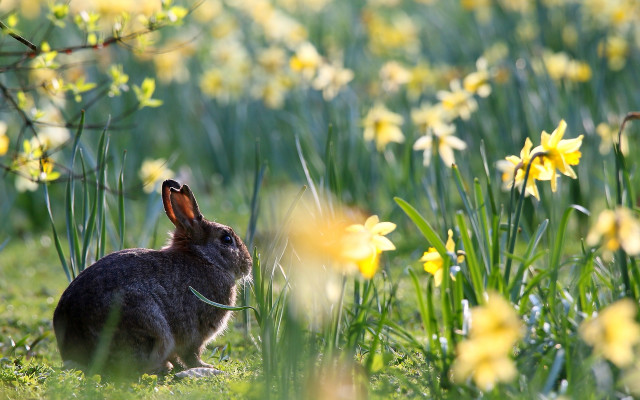 Rabbit flower field green ribbon free wallpaper - medium preview image