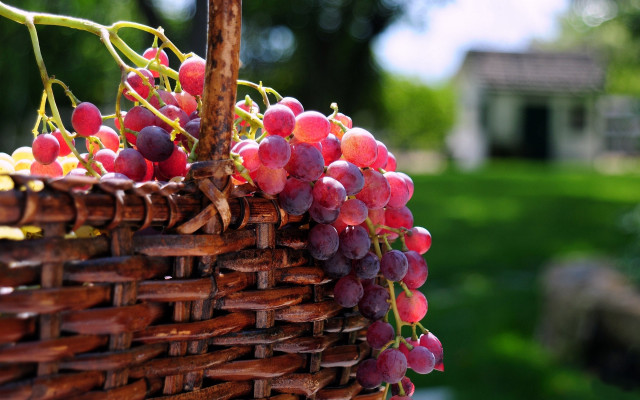 Grapes basket hanging tree yard free wallpaper - medium preview image