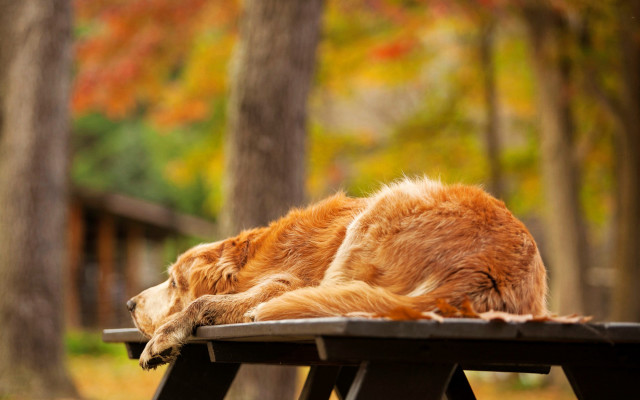 Dog picnic table fall park free wallpaper for desktop - medium preview image